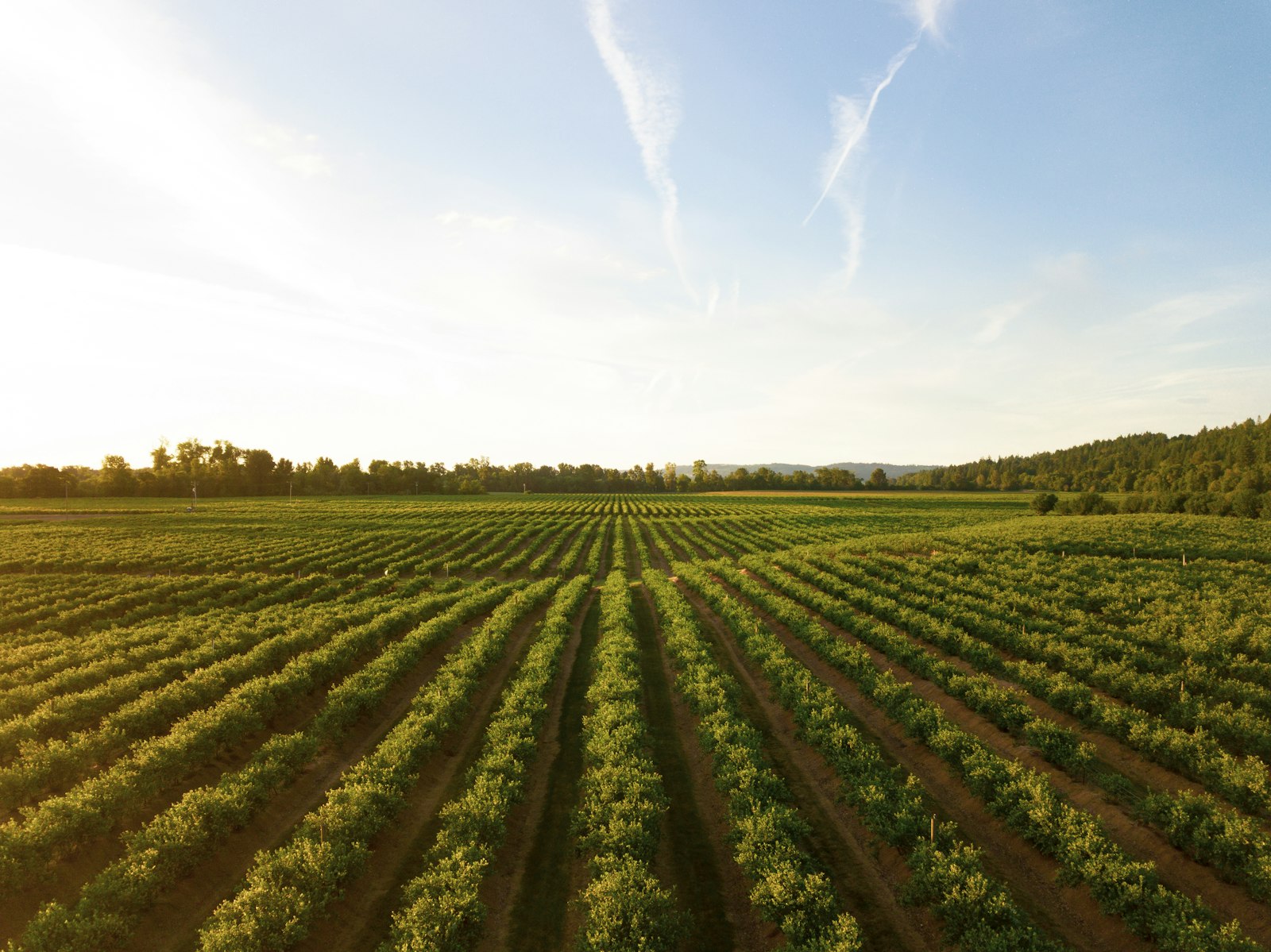 Precision irrigation